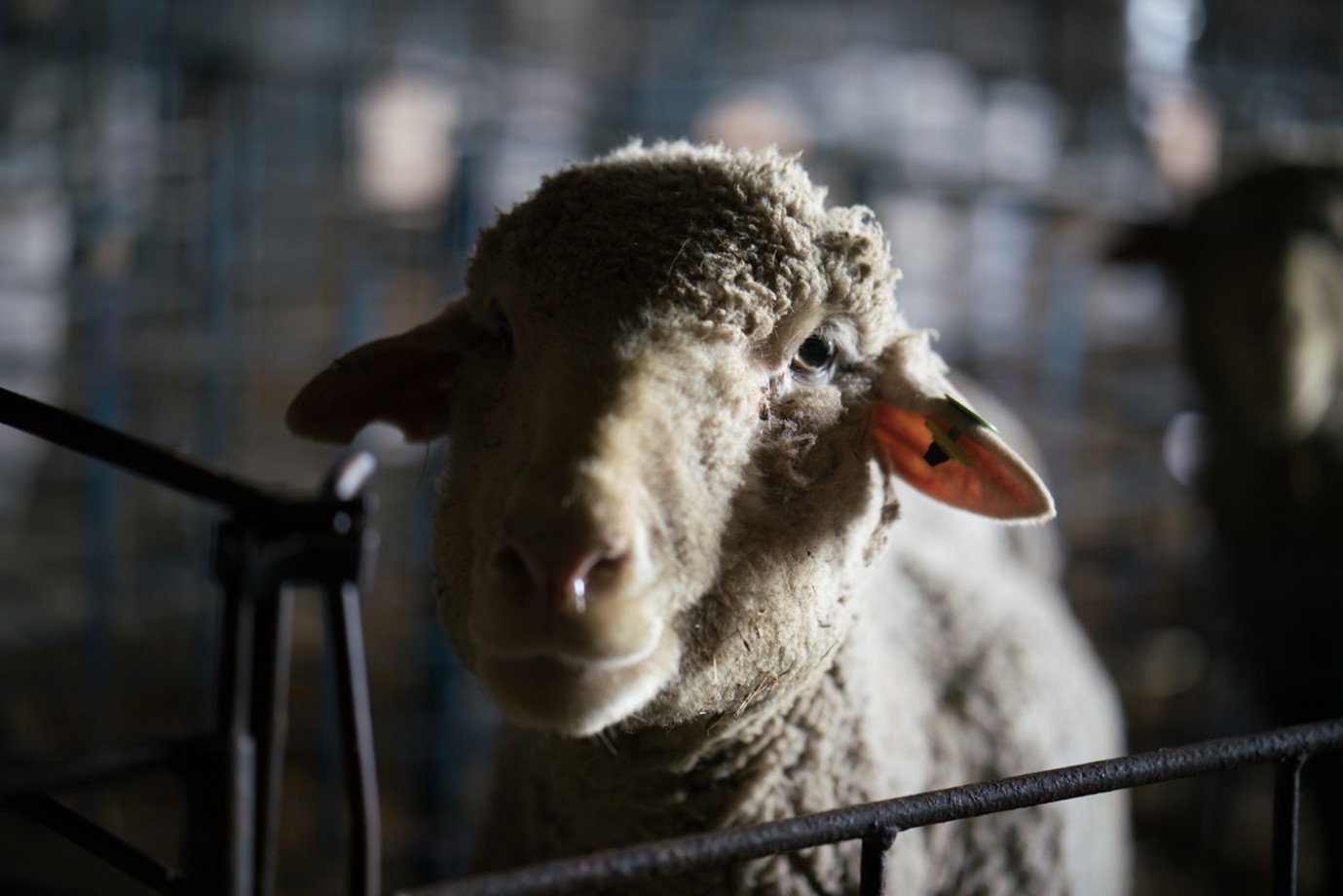 Raising lamb for food